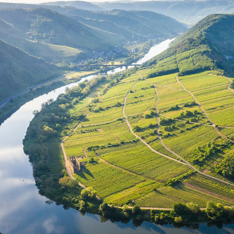 Die Moselschleife bei Bremm aus der Luft. Der Fluss windet sich einen Hügel mit grünen und saftigen Feldern.